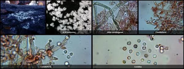 Chromelosporiopsis coerulescens