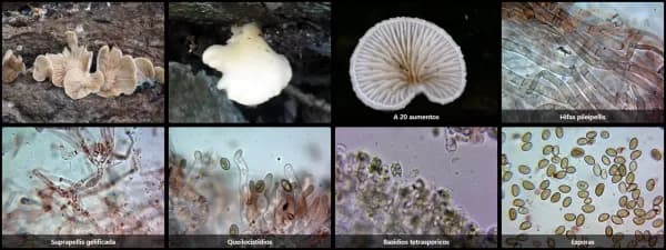 Crepidotus mollis