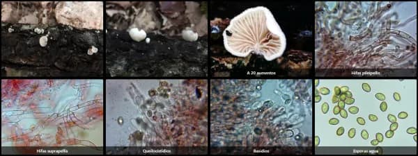 Crepidotus subverrucisporus