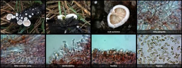 Crepidotus variabilis