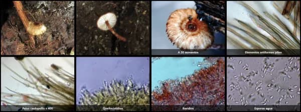 Crinipellis tucumanensis