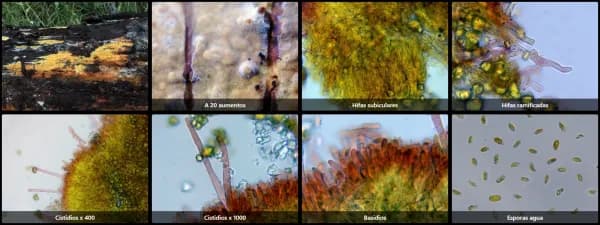 Crustoderma dryinum