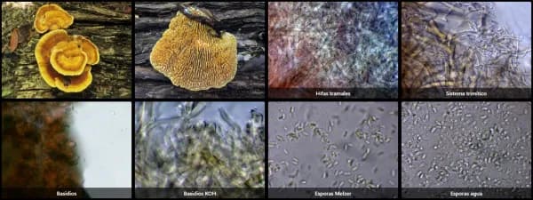 Cubamyces flavidus