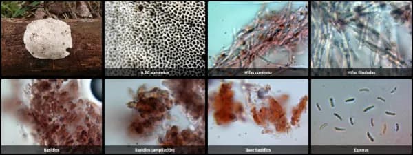 Cyanosporus alni