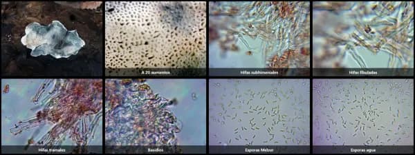 Cyanosporus caesius