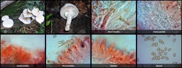 Cyclocybe cylindracea