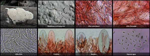 Cylindrobasidium evolvens