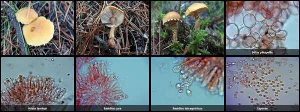Cystoderma amianthinum