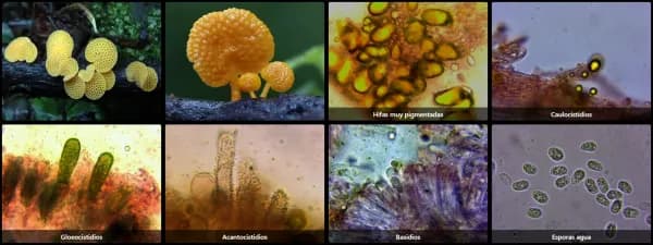Favolaschia claudopus