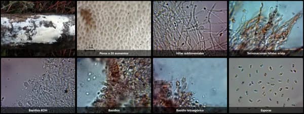 Fibroporia vaillantii