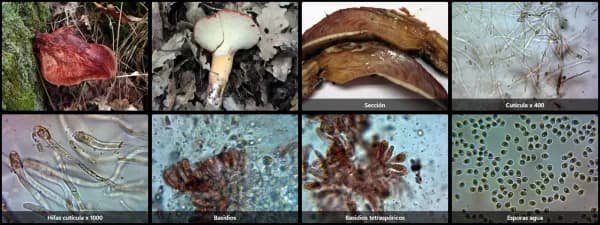 Fistulina hepatica