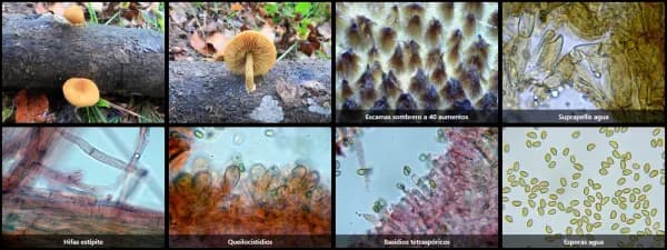 Flammulaster limulatus