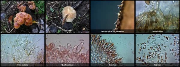 Flammulina velutipes