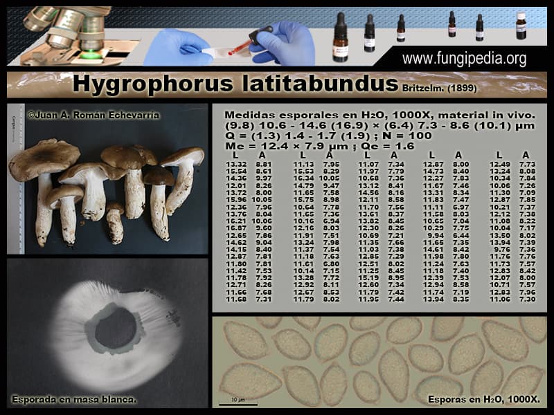 Microscopía de Hygrophorus limacinus=Hygrophorus latitabundus