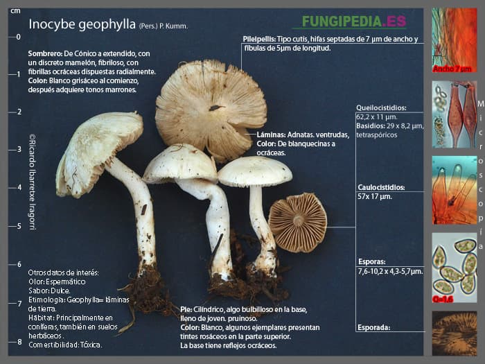 Microscopía de Inocybe geophylla