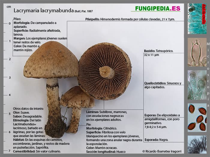 Microscopía de Lacrymaria lacrymabunda