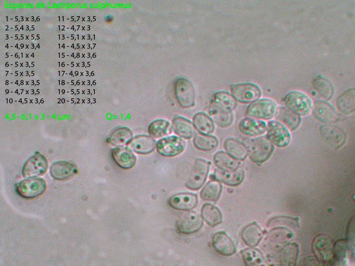 Microscopía de Laetiporus sulphureus