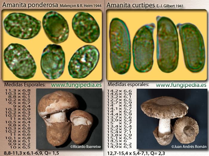 Microscopía de Amanita ponderosa