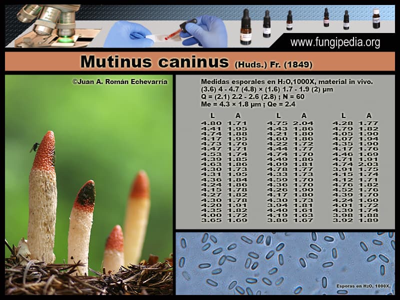 Microscopía de Mutinus caninus