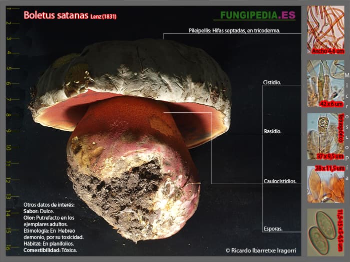Microscopía de Rubroboletus satanas