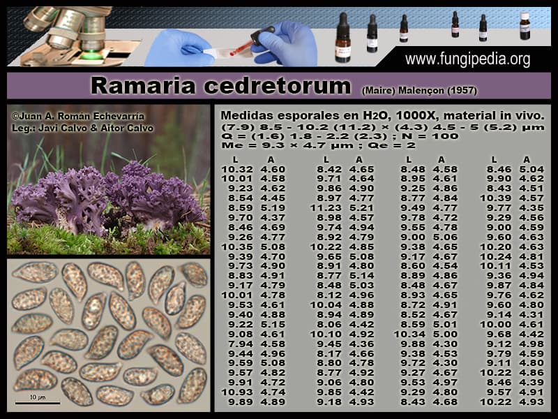 Microscopía de Ramaria cedretorum