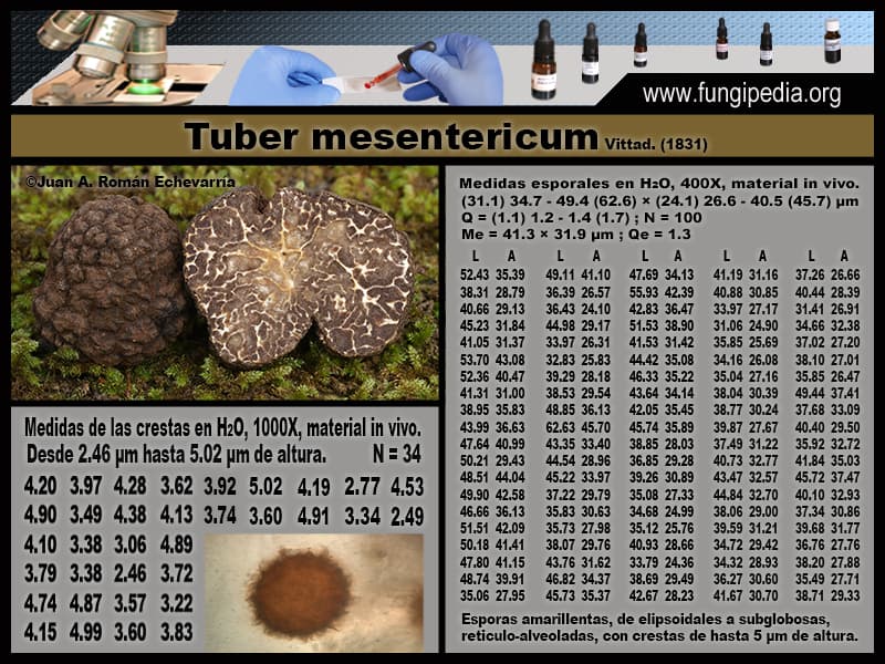 Microscopía de Tuber mesentericum
