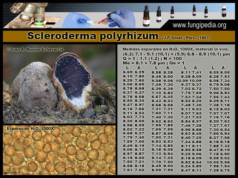 Microscopía de Scleroderma polyrhizum