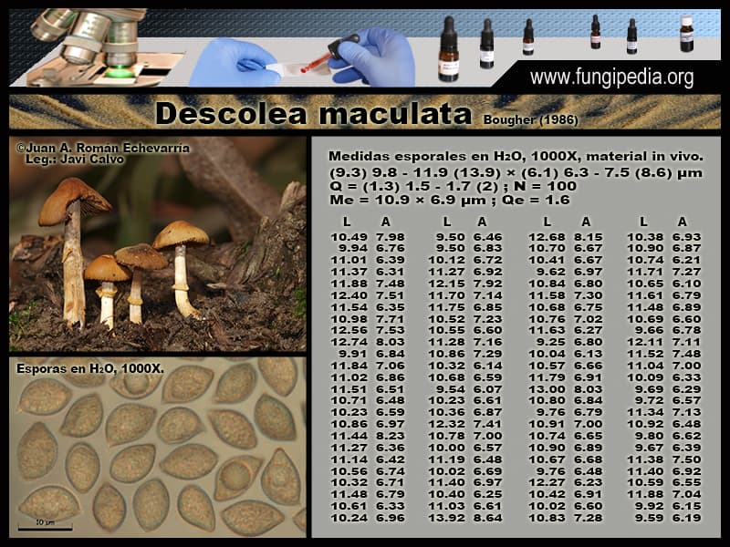 Microscopía de Descolea maculata