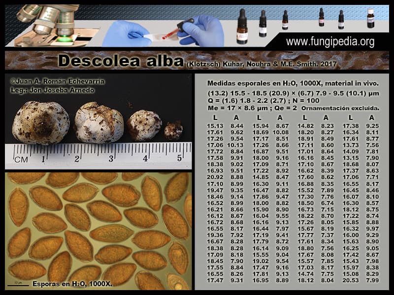 Microscopía de Descolea alba
