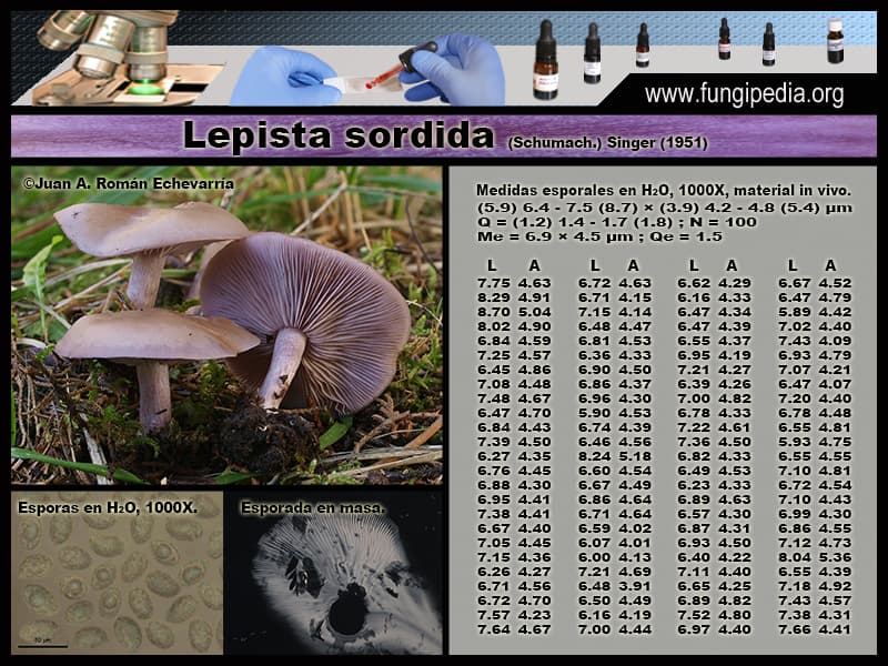 Microscopía de Lepista sordida