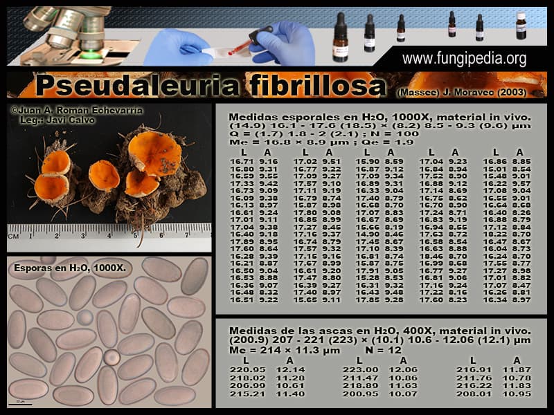 Microscopía de Pseudaleuria fibrillosa