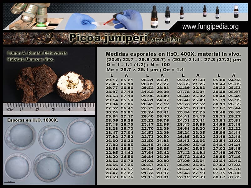 Microscopía de Picoa juniperi