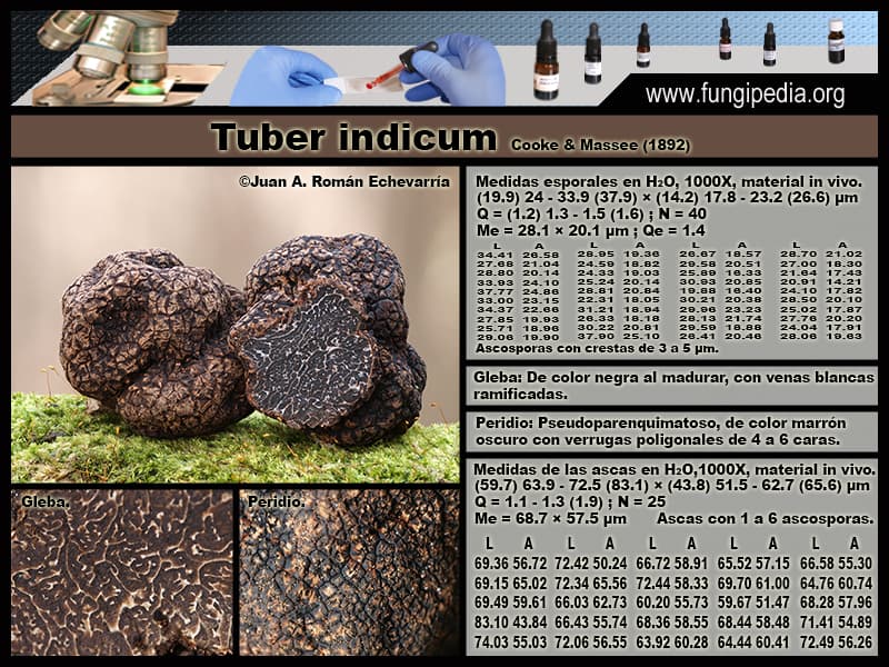 Microscopía de Tuber indicum
