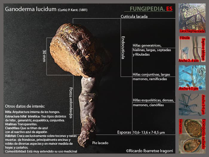 Microscopía de Ganoderma lucidum