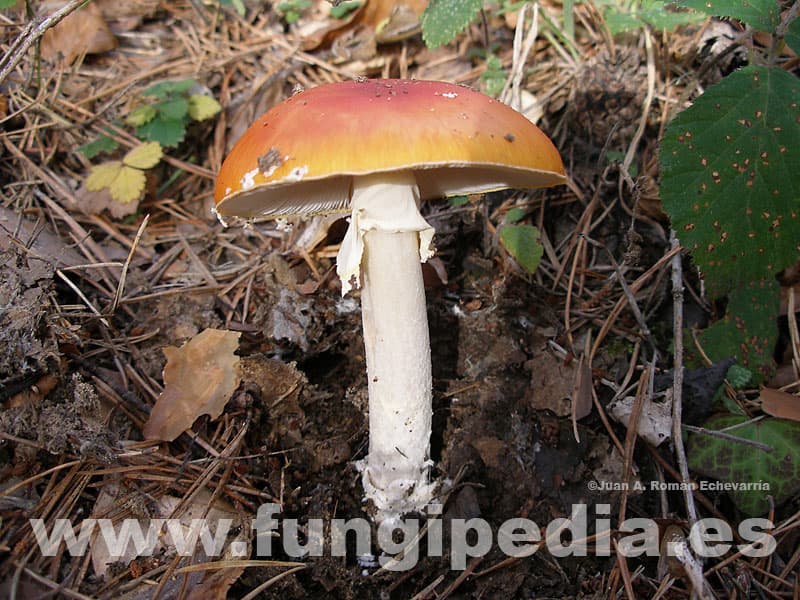 Amanita muscaria var. aureola 1