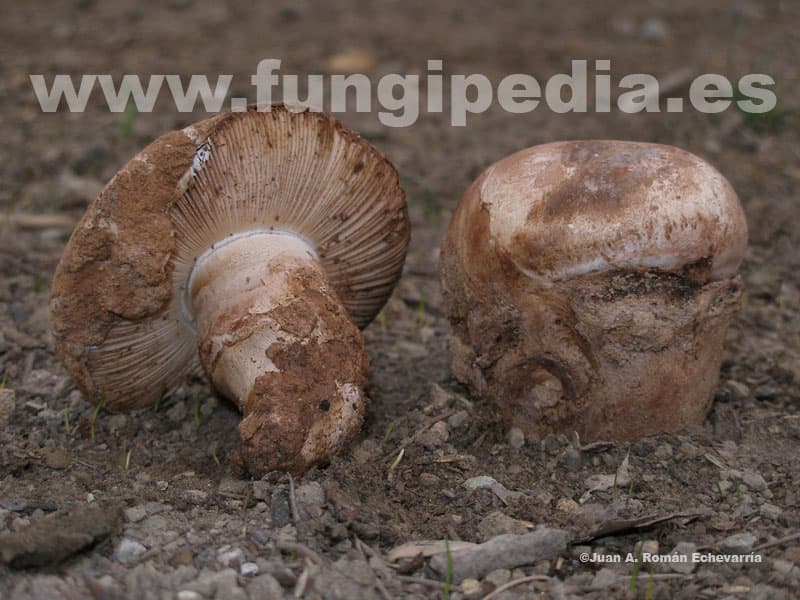 Amanita ponderosa 1