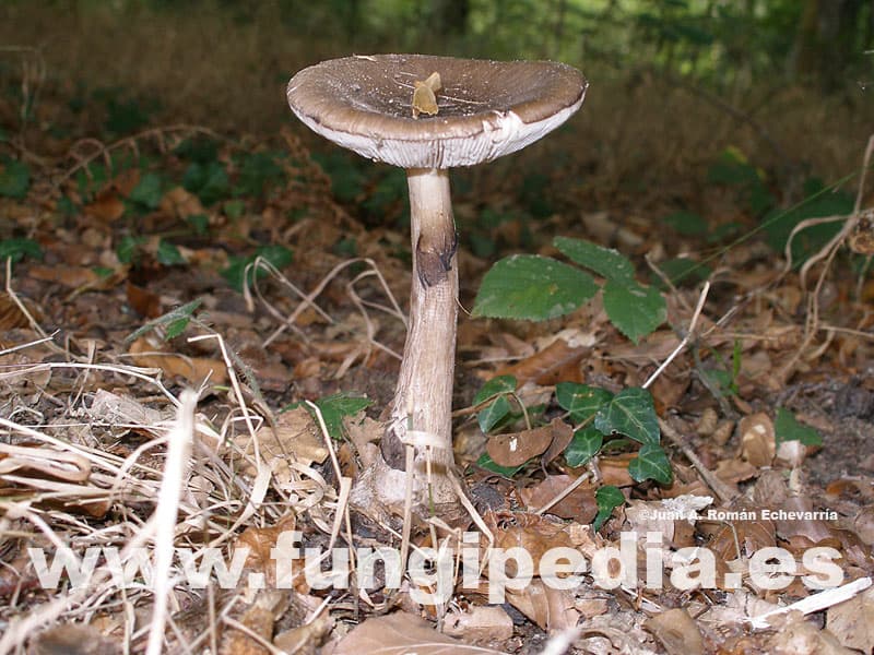 Amanita porphyria 1