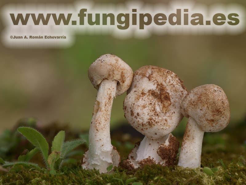 Amanita torrendii 1