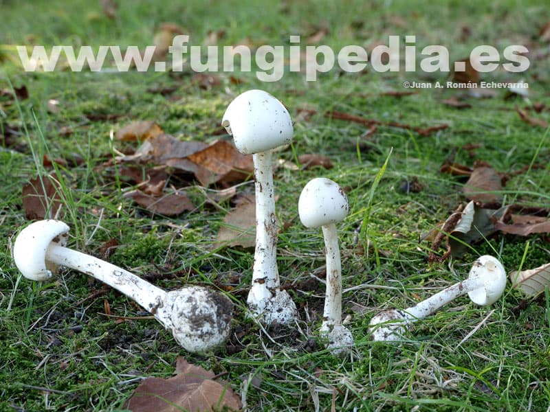 Amanita virosa 1