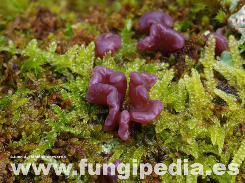 Ascocoryne sarcoides 1