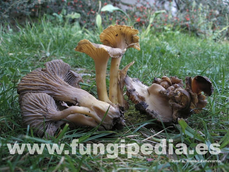 Cantharellus melanoxeros 1