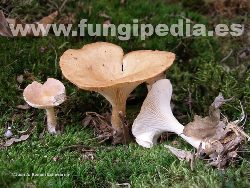Clitocybe gibba 1