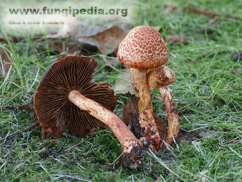 Cortinarius bolaris 1