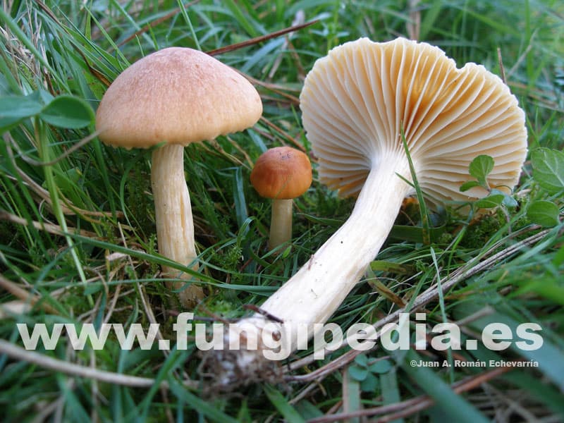 Cuphophyllus pratensis 1