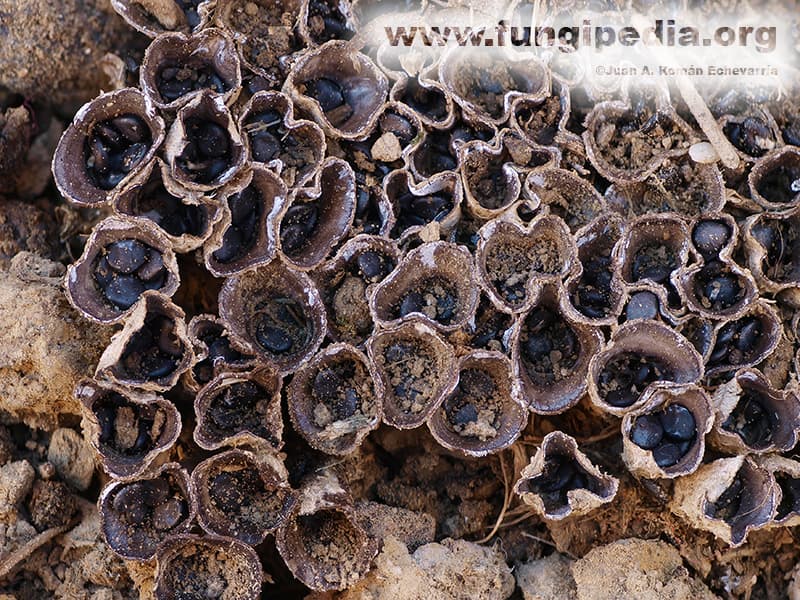 Cyathus stercoreus 1