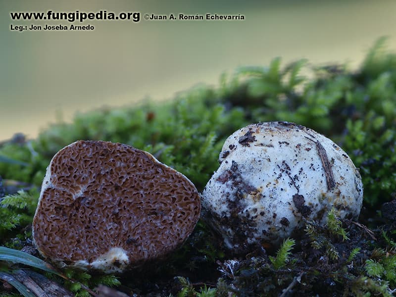Descolea alba 1