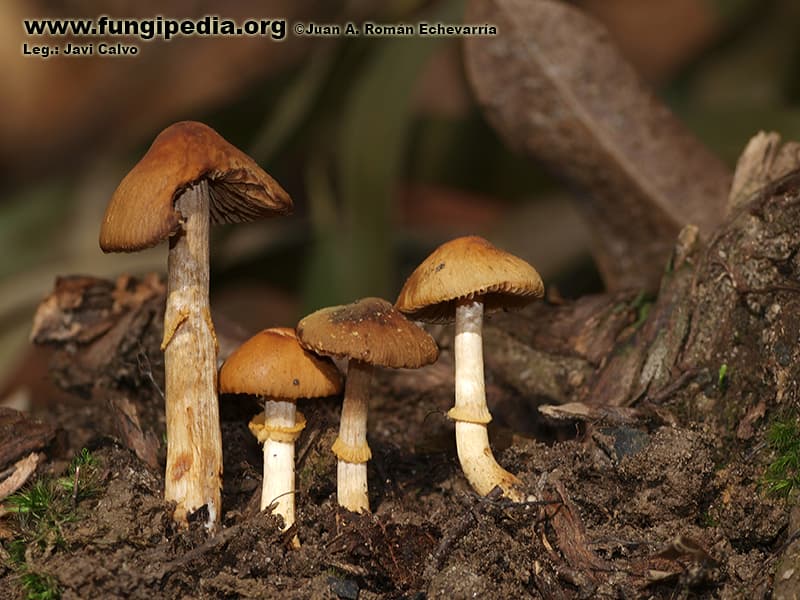 Descolea maculata 1
