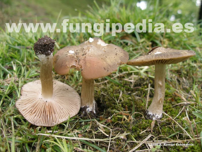 Entoloma aprile 1