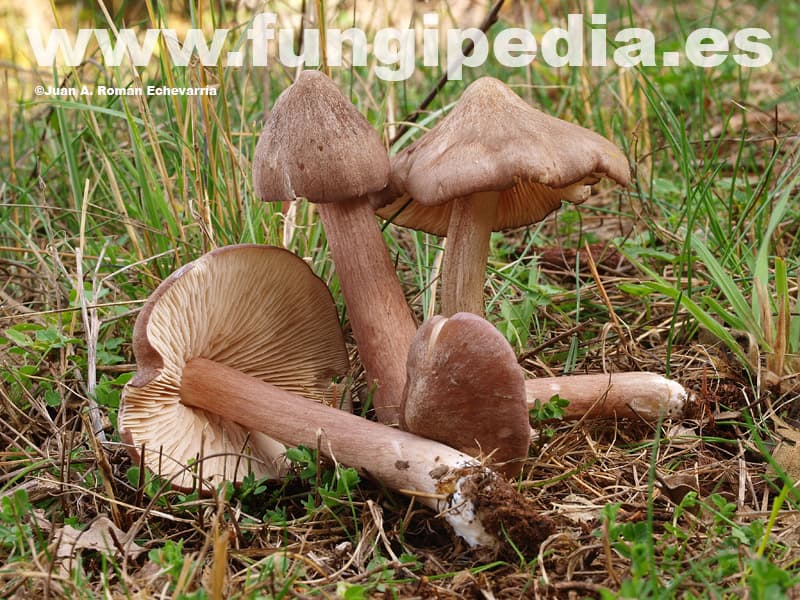Entoloma porphyrophaeum 1