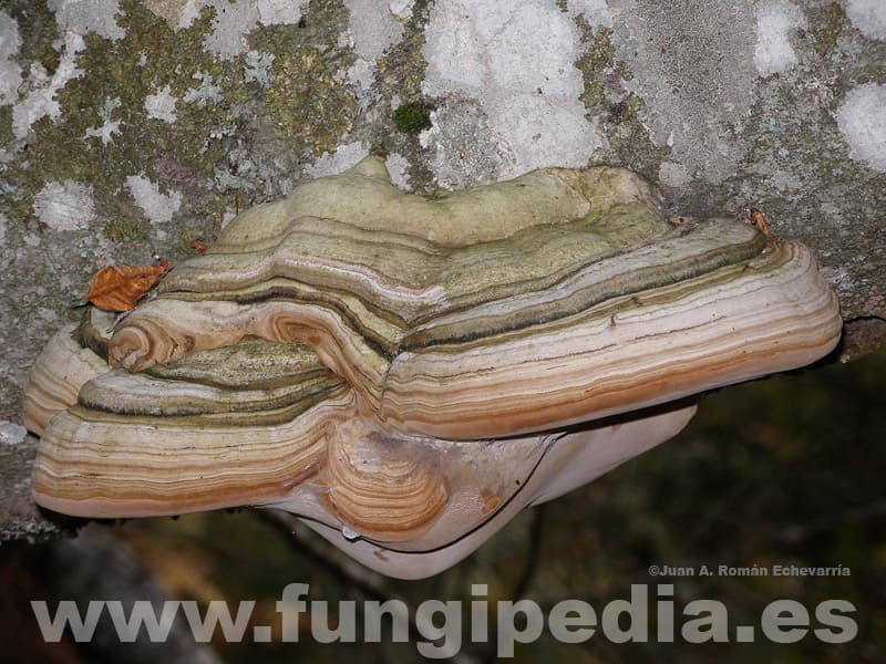 Fomes fomentarius 1